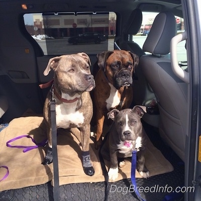 Two dogs and a puppy are sitting on a dog bed in the back seat of a van.