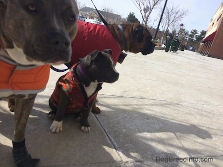 A brown with black and white Boxer is wearing a red vest, a blue nose Pit Bull Terrier is wearing an orange vest and a blue nose Pit Bull Terrier puppy is sitting on a concrete surface they are all looking to the right.