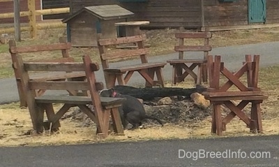 A blue nose American Bully Pit puppy is pooping on hay in the island of a driveway next to a fire pit and wooden benches.