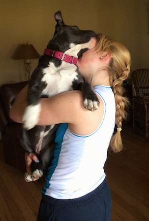 A blue nose American Bully Pit puppy is attempting to turn and lick the face of a blonde haired girl.