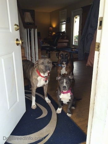 A blue nose American Bully Pit puppy is sitting on a Penn State University door mat and behind her is a blue nose Pit Bull Terrier and a brown with black and white Boxer. They are all looking out of an open door.