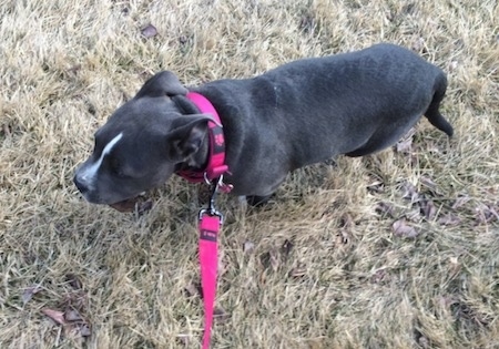 Top down view of a blue nose American Bully Pit puppy that is standing on grass and she has an item in her mouth.