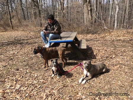 A man in a camo jacket is sitting on a wooden bench and looking at his phone. A brown with black and white Boxer is standing in leaves, in front of him is a blue nose American Bully Pit puppy that is sitting in the leaves. To the right of him is a blue nose Pit Bull Terrier laying down.