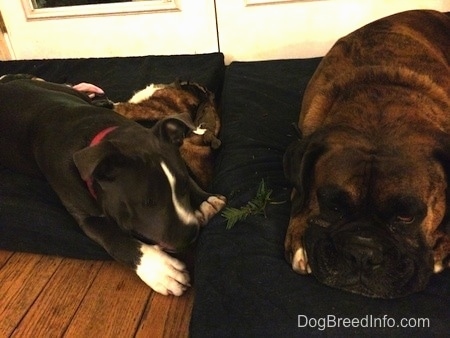 A blue nose American Bully Pit puppy is laying on a blue orthopedic dog bed pillow, next to a brown with black and white Boxer that is sleeping next to her.