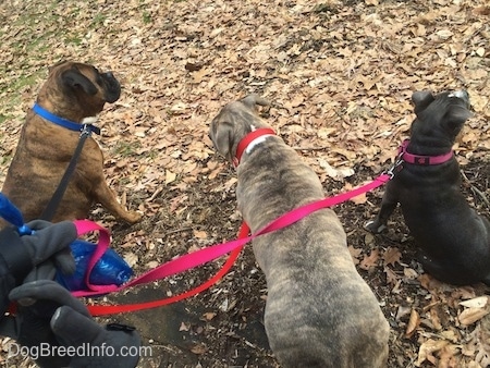 The back of two dogs and a puppy sitting in dirt and leaves.