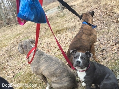 The back of Two dogs that are sitting in grass. There is a blue nose American Bully Pit puppy sitting behind them and looking back at the person holding there leashes and a poopy bag full of poo.