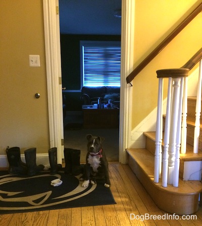 A blue nose American Bully Pit puppy is sitting on a Penn State University door mat next to a line of boots.