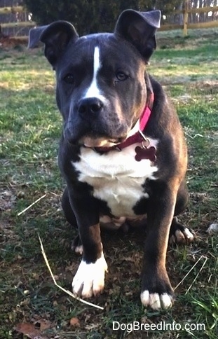 Close up - A wide-chested blue nose American Bully Pit puppy is wearing a hot pink collar sitting in grass and looking forward.