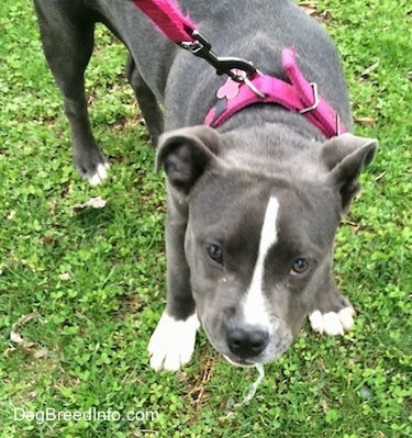 Close up - A blue nose American Bully Pit puppy is standing outside with her head level with her body looking up. There is something sticking out of her mouth.