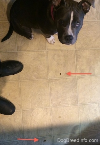 Top down view of a blue nose American Bully Pit puppy sitting on a tiled floor and looking up, next to her on the floor are 2 pieces of kibble.