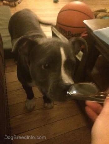 Close up - A blue nose American Bully Pit puppy is standing on a hardwood floor sniffing reading glasses that a person is holding. There is a basket of dog toys next to her.