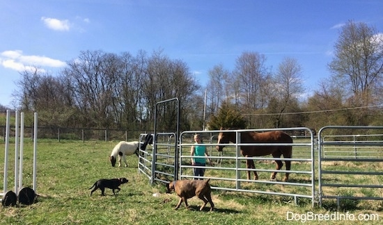 A blonde haired girl is holding the reins of a brown horse inside of a round pen out in a field next to a set of rodeo poles with two dogs and a paint pony.