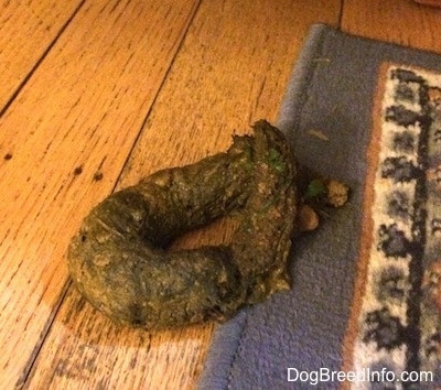 Close up - A curl of horse poop on a rug.