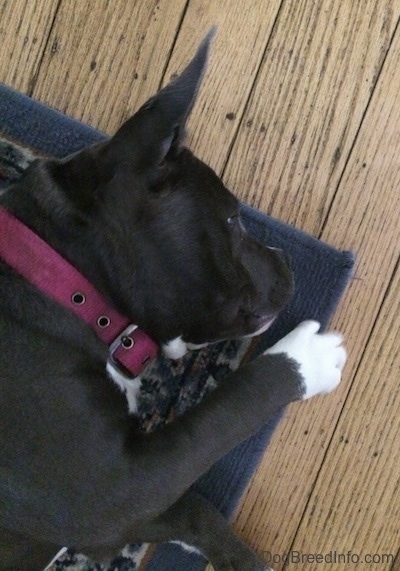 Close up - A blue nose American Bully Pit puppy is laying on her left side at the top corner of a throw rug.