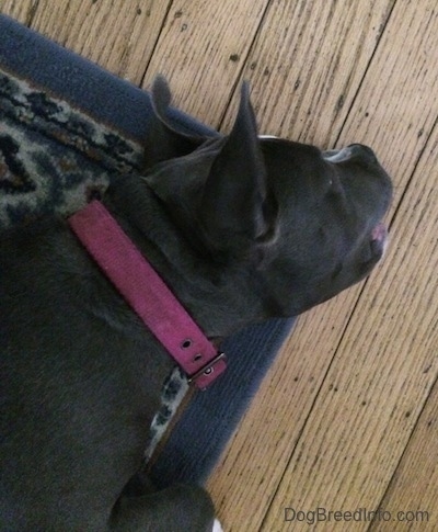 Close up - A blue nose American Bully Pit puppy is biting the corner of a throw rug.