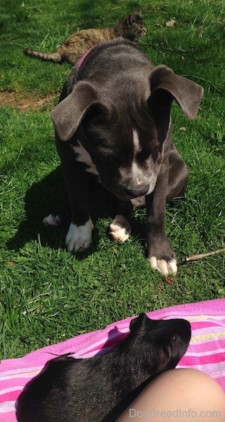 A blue nose American Bully Pit puppy is sitting in grass and looking down at a black guinea pig on a purple and pink towel. The guinea Pig is laying next to a persons leg.