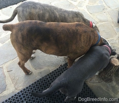 The backside of three dogs drinking water out of a metal bowl on a stone porch