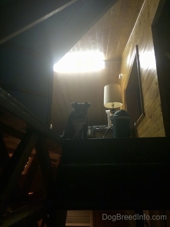 A blue nose American Bully Pit puppy is standing at the top of the steps to a loft looking down the stairs.