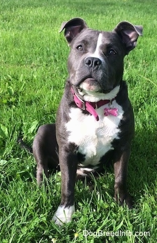 A blue nose American Bully Pit puppy is sitting in grass and looking up.