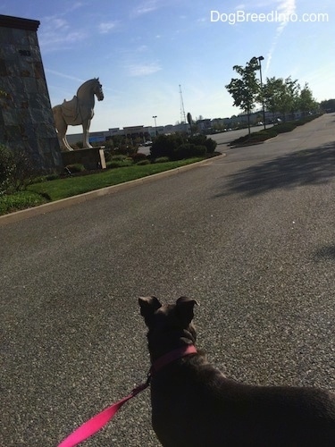 A blue nose American Bully Pit puppy is standing in a parking lot and looking to the right at a white statue of a horse.