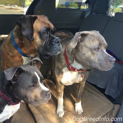 A blue nose American Bully Pit puppy, a brown with black and white Boxer and a blue nose Pit Bull Terrier are standing next to each other and on top of a dog bed in the middle area of a mini van looking to the right.