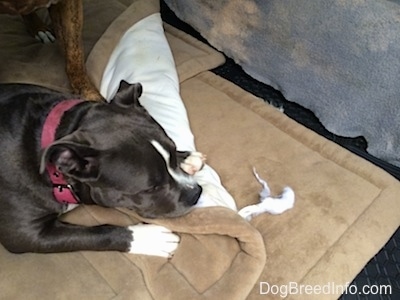 A blue nose American Bully Pit puppy is chewing on a dog bed in the backseat of a van.