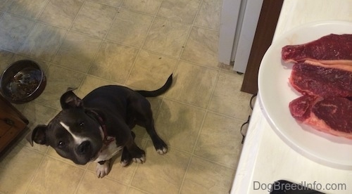 A blue nose American Bully Pit puppy is sitting on a tiled floor and she is looking up at a raw steak on a plate on a countertop.