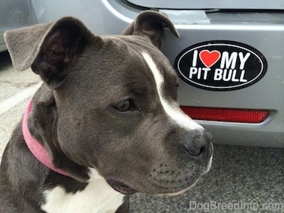 Close up - The face of a blue nose American Bully Pit puppy sitting on a blacktop surface behind a vehicle. On the vehicle is a bumper sticker that reads - I HEART MY PIT BULL.