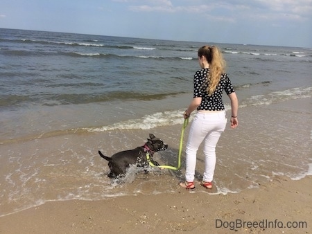 A blue nose American Bully Pit is jumping in water at a shore. There is a girl in a black and white Polka dot shirt behind the Bully Pit.