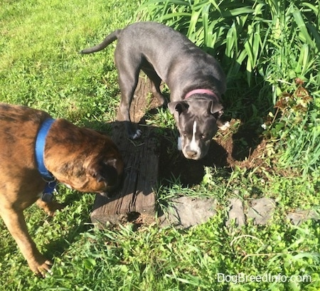 A blue nose American Bully Pit is standing on a flower bed with dirt on her nose and in front of her is a brown brindle Boxer.