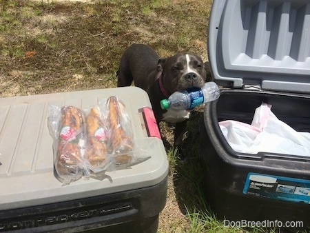 A blue nose American Bully Pit is standing next to two Action Packers with an empty bottle in her mouth.