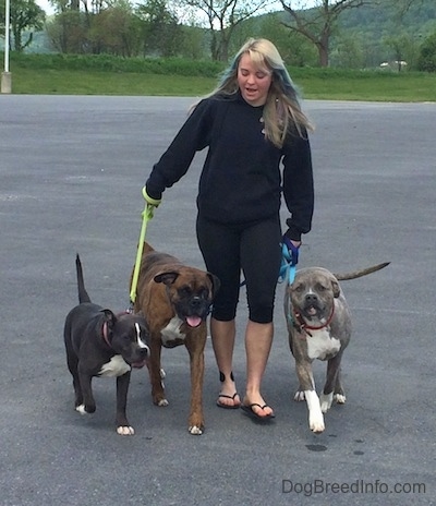 A girl with colorful hair is walking three dogs across a parking lot.