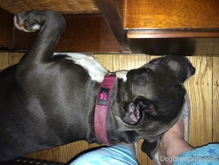 Top down image of a blue nose American Bully Pit sleeping on her side in between a coffee table and a couch.