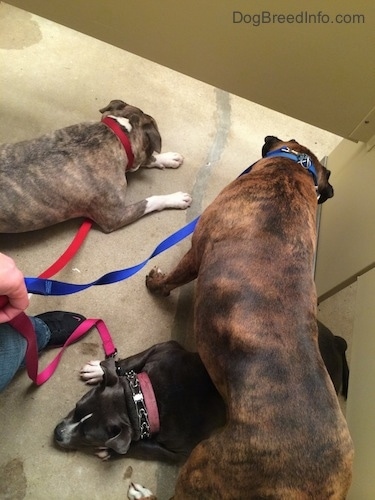 Two dogs are laying in a bathroom stall and on is standing in a bathroom stall.