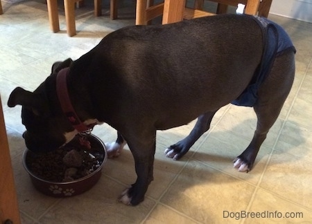 A blue nose American Bully Pit wearing a diaper is standing on a tiled floor and eating out of a food bowl.