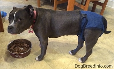 A blue nose American Bully in a diaper is standing across a tiled floor. There is a bowl of food in front of her and she is looking forward.