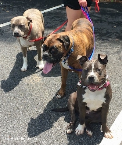 Two dogs are standing in a parking lot and in front of them is a sitting American Bully Pit. There is a person standing behind them holding there leashes.