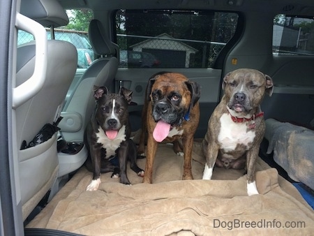 A blue nose American Bully Pit, A brown with black and white Boxer and a blue nose Pit Bull Terrier are sitting in the middle area of a mini  van. Two of the dogs mouths are open and tongues are out.