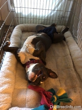 A blue nose American Bully Pit is wearing a diaper and she is laying on her back belly-up in a dog crate.