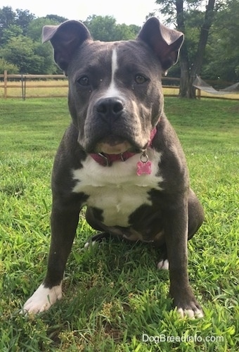 A wide-chested, big-headed, blue nose American Bully Pit is sitting in grass and looking forward.