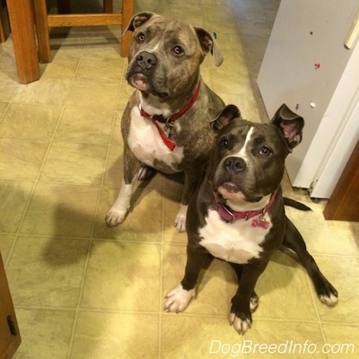 A blue nose Pit Bull Terrier is sitting next to a blue nose American Bully Pit sitting on a tiled floor and looking up.