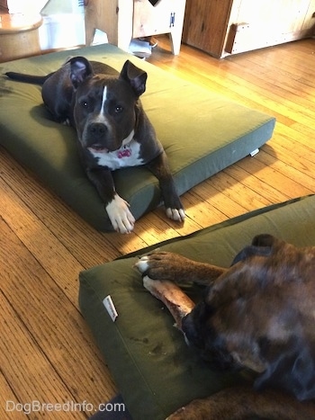 A blue nose American Bully Pit is laying on a green orthopedic dog bed pillow across from a brown with black and white Boxer who is chewing on a dog bone.