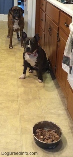 Sitting close to a cupboard is A blue nose American Bully Pit and standing right behind her is a brown with black and white Boxer. They are looking at a bowl of food sitting on the floor in front of them.