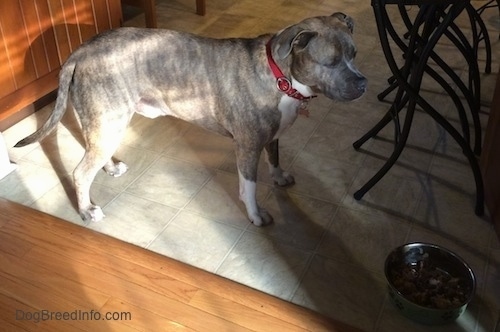 A blue nose Pit Bull Terrier is standing on a tiled floor and near him is a bowl of food and he is looking down at it.