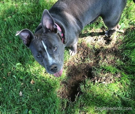 Top down view of a blue nose American Bully Pit that is standing next to a freshly dug hole. She is happily looking up.