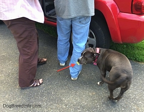 A blue nose American Bully Pit has a green leaf in her mouth. There is a red arrow pointing to the leaf. There are people getting into a vehicle in front of her.