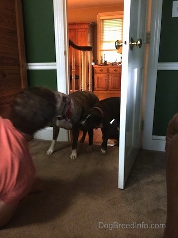 A person is getting there faced licked by a blue nose Pit Bull Terrier.