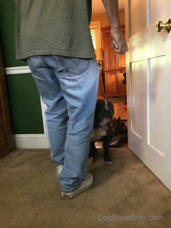 A person is walking up to a Pit Bull Terrier and a blue nose American Bully Pit to get them out of a doorway.