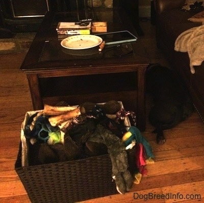 A blue nose American Bully Pit is laying down in between a coffee table and a couch.