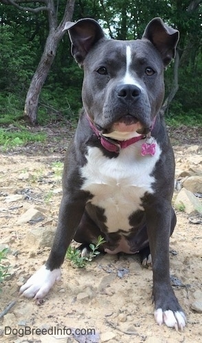 A blue nose American Bully Pit is sitting in sand and she is looking forward.